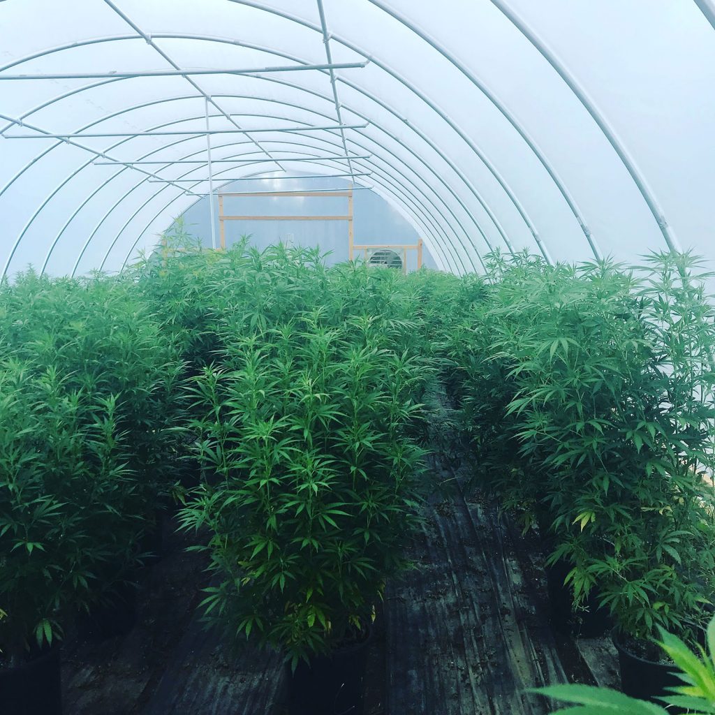 Colorado Hemp Farm